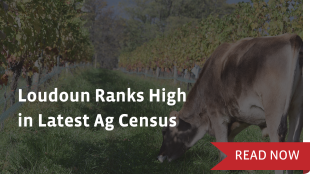 Loudoun ranks high in latest ag census