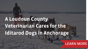 a loudoun county veterinarian cares for the iditarod dogs in anchorage